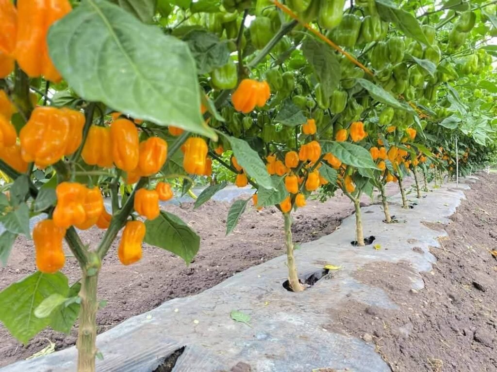 JPEG image-4A89-9A85-F1-0