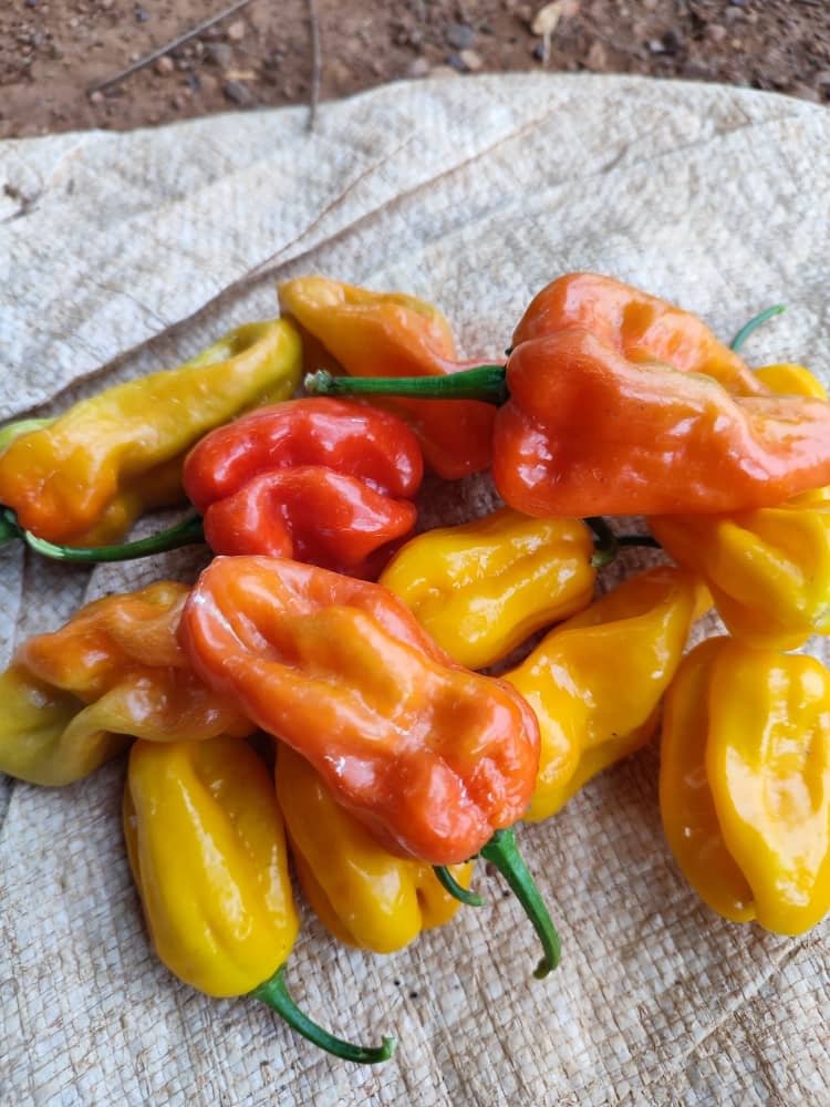 c6a664a0-4ff2-4cde-a5ba-25fa682e77f2