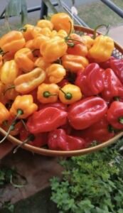 85c317e2 06ab 47be 85ac 59e789f13f89