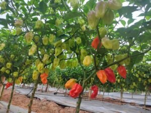 whatsapp image 2026 01 31 at 19.51.47