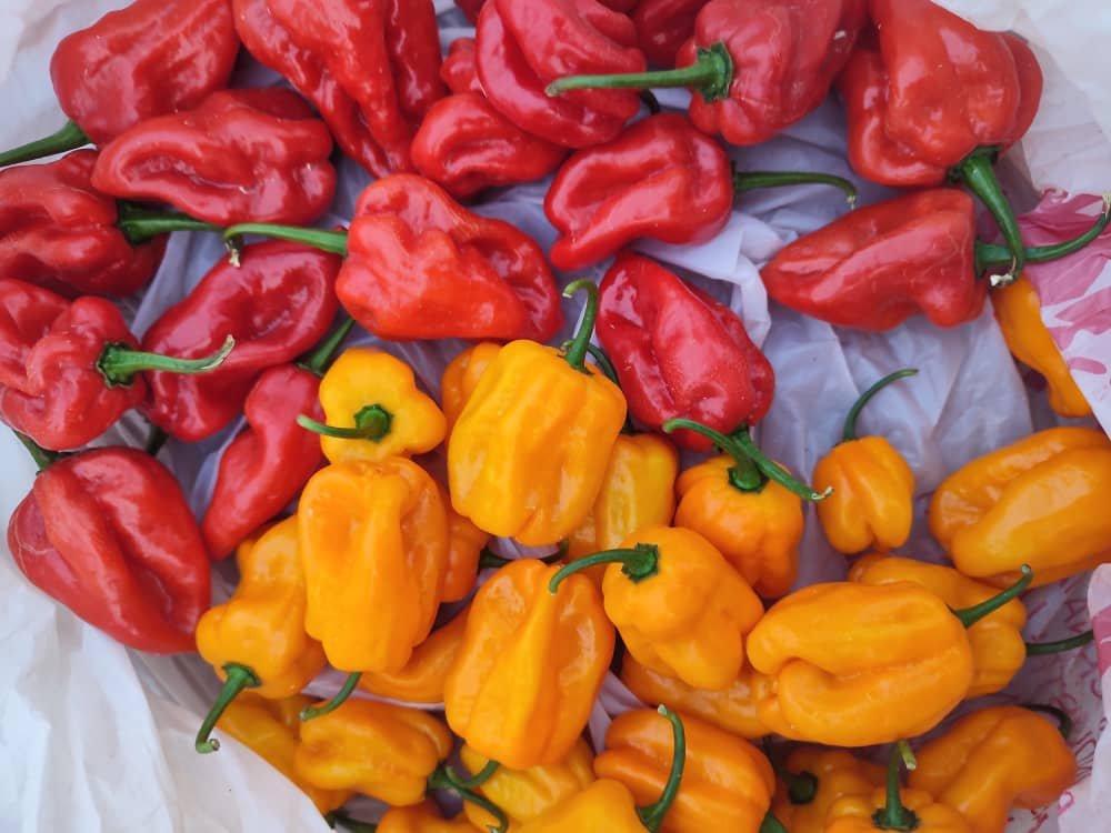 whatsapp image 2026 01 31 at 19.51.47 (4)